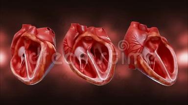 心脏的解剖。 3D用阿尔法通道绘制跳动的人类心脏的动画。 循环动画